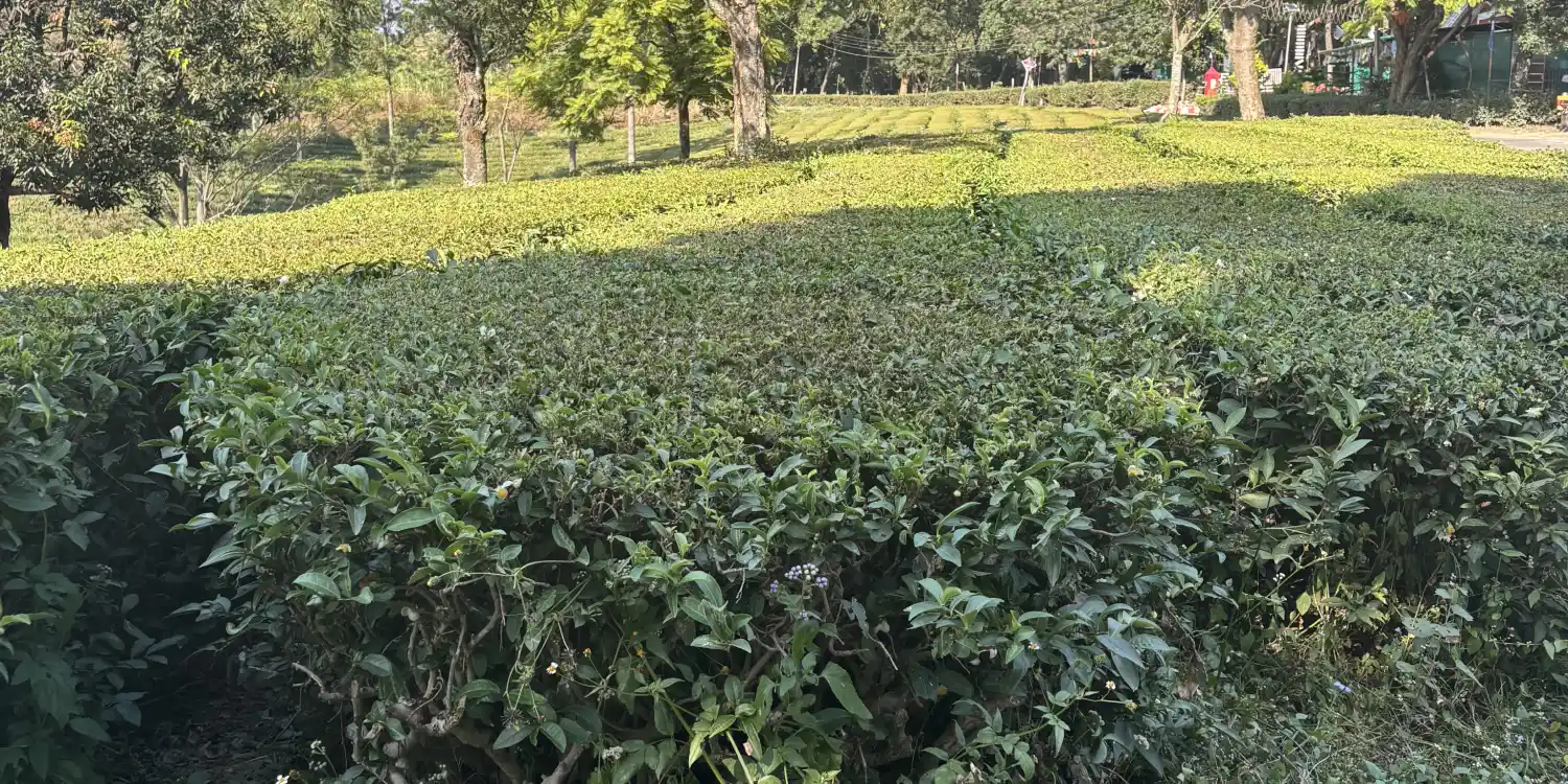 Tea estate in Palampur, Himachal Pradesh